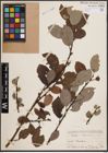 Foto von Salix caprea L.